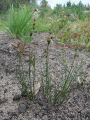Juncus alpinoarticulatus nodulosus
