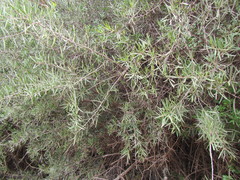 Gymnosporia linearis linearis