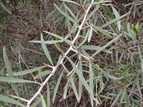 Image of Gymnosporia linearis by (c) douglaseustonbrown, some rights reserved (CC BY-SA)