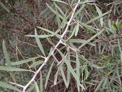 Gymnosporia linearis linearis