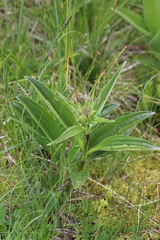Gentiana pannonica