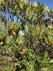 Weinmannia trichosperma