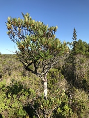 Weinmannia trichosperma