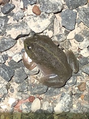 Ranoidea platycephala