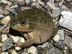 Ranoidea platycephala