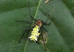 Micrathena miles