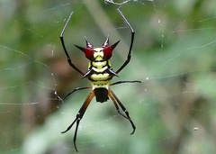 Micrathena kirbyi