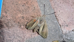 Paysandisia archon