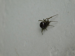 Steatoda grossa