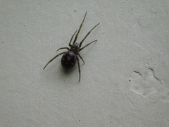 Steatoda grossa