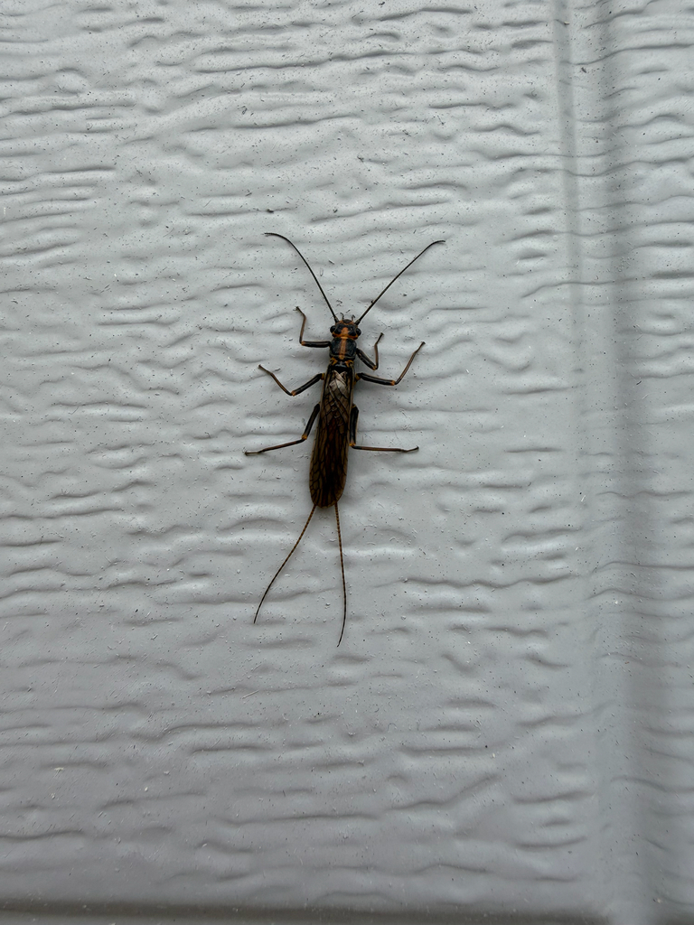 Spring Fly Bug Springflies from Cedar View Dr, Springfield, OR, US on March 15, 2026 ...