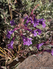 Penstemon kingii