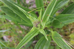 Gentiana pannonica