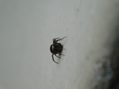 Steatoda grossa