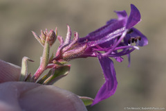Penstemon kingii