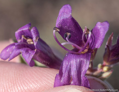 Penstemon kingii