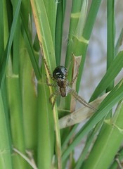 Araneae