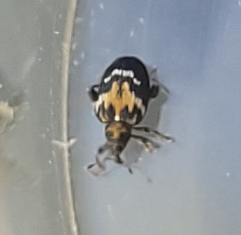 Tachyerges salicis