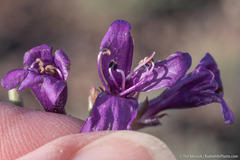 Penstemon kingii