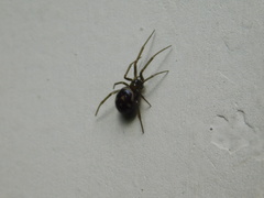 Steatoda grossa