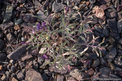 Penstemon kingii