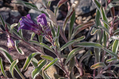 Penstemon kingii