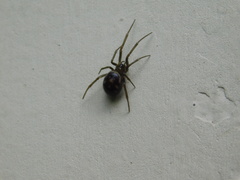 Steatoda grossa