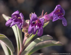 Penstemon kingii