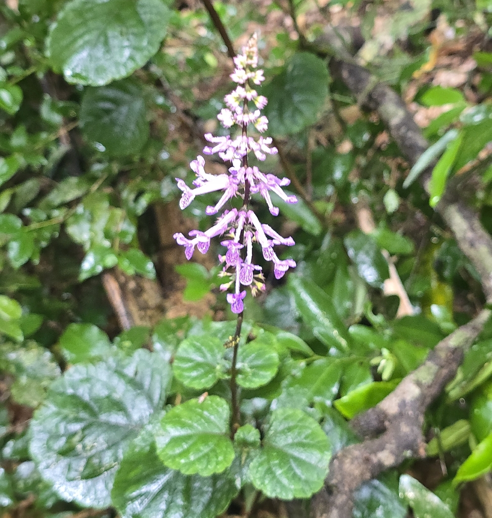 Port St John's Spurflower