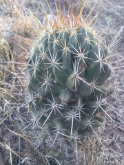 Coryphantha octacantha