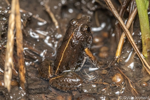 Common Cricket Frog, Phrynobatrachus mababiensis