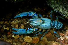 Euastacus sulcatus
