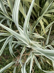Arundo donax versicolor