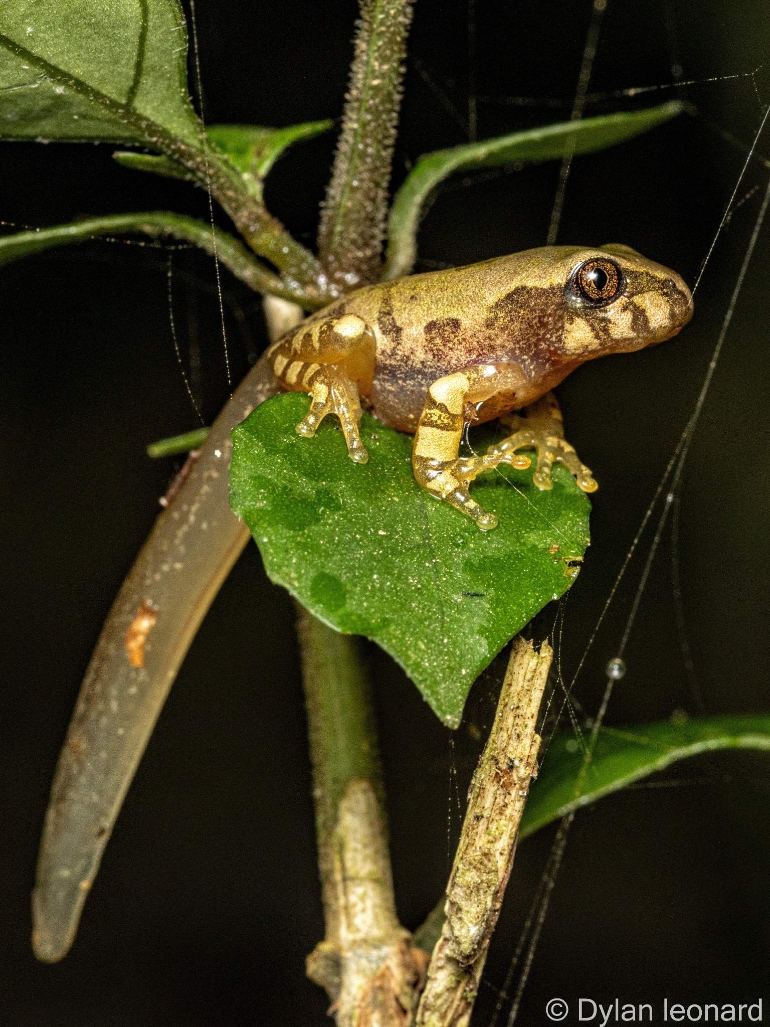 Leptopelis natalensis (Smith, 1849)