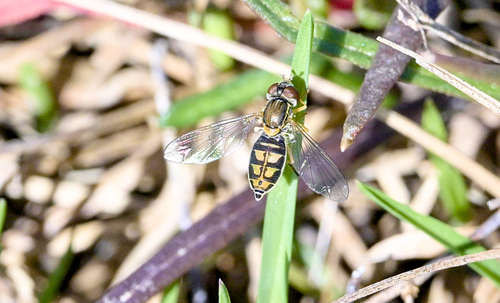 Unknown species found near Warren County, KY, USA