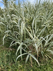 Arundo donax versicolor