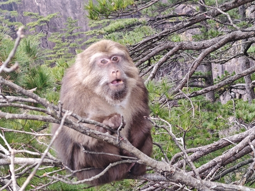 Tibetan Macaque