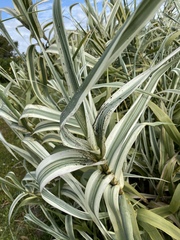 Arundo donax versicolor