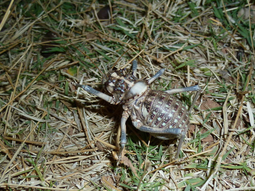 Anepisceptini