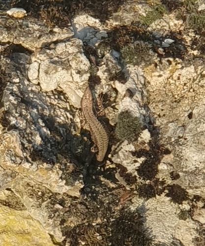 Common Wall Lizard