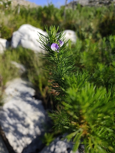 Dally pine (Psoralea pinnata)