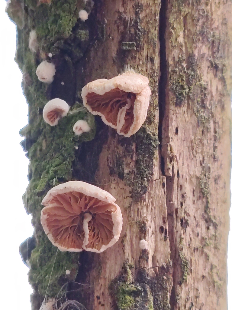 Crepidotus · March 2026 · photo: © davidhanks (iNaturalist, cc0)