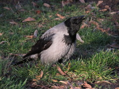 Corvus cornix