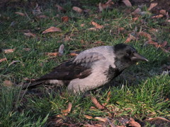 Corvus cornix