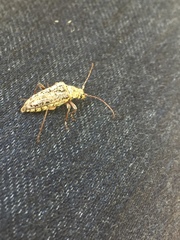 Anthophylax attenuatus