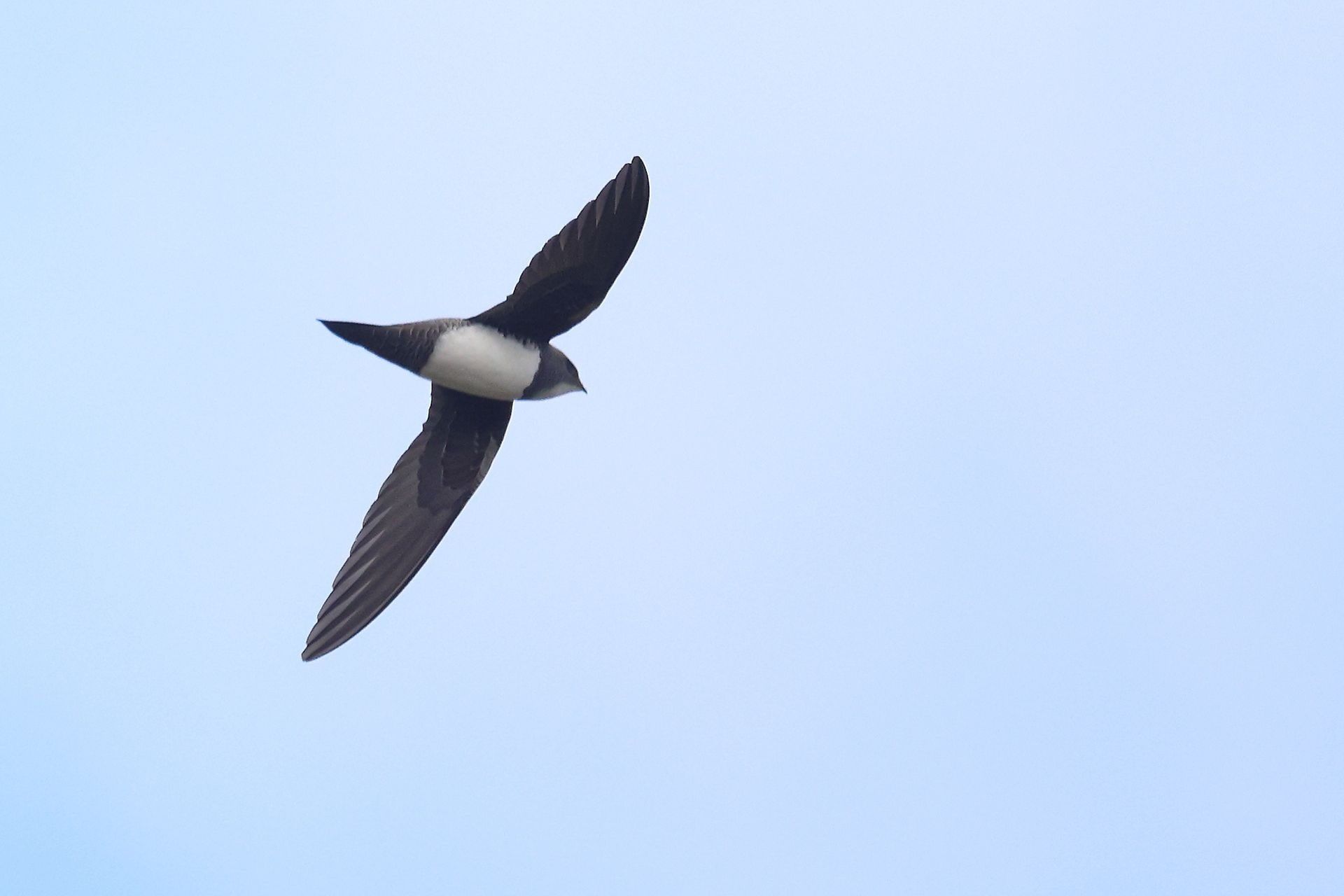 Alpine Swift (Tachymarptis melba), photo 6