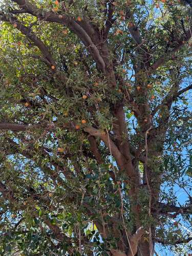 cudjoewood