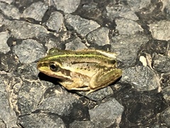 Ranoidea alboguttata