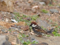 Passer hispaniolensis hispaniolensis