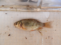 Carassius carassius